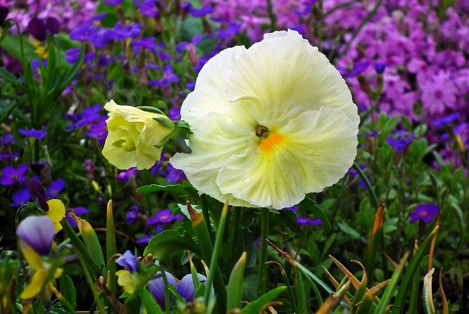 Slimme tips om je huis en tuin lenteklaar te krijgen